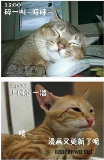 喵星人生动演绎上班族的一天 好真实！