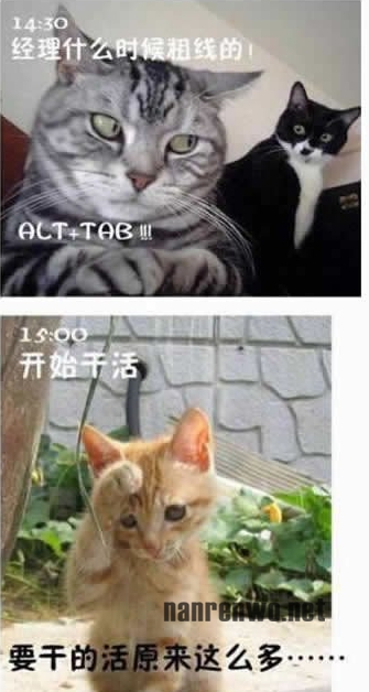 喵星人生动演绎上班族的一天 好真实！