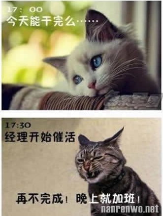 喵星人生动演绎上班族的一天 好真实！