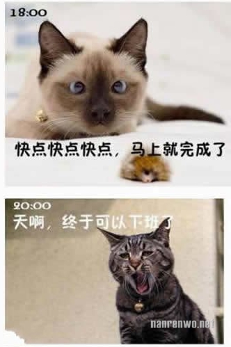 喵星人生动演绎上班族的一天 好真实！
