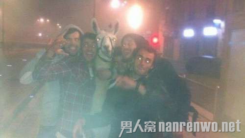 二逼青年绑架草泥马逼其合照