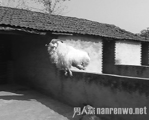 奇葩山羊轻松跨过1.5米高墙