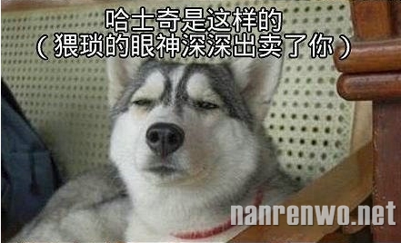 ʿģ㣩