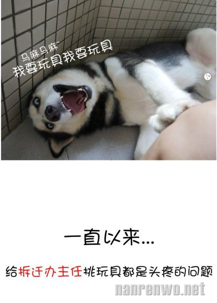 二货哈士奇：注定要孤独一生！