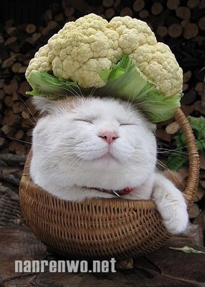 ţƺèͷƷ㣺ţ