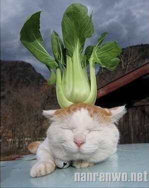 ţƺèͷƷ㣺ţ