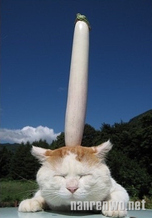 ţƺèͷƷ㣺ţ