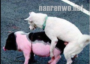 跨越种族的爱：禽兽，滚开……