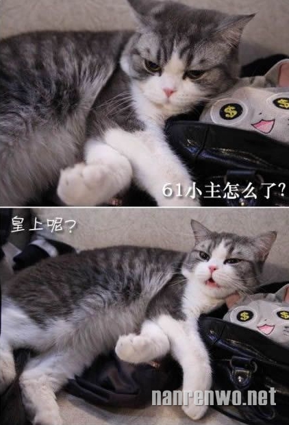 搞笑喵星人之基情无处不在