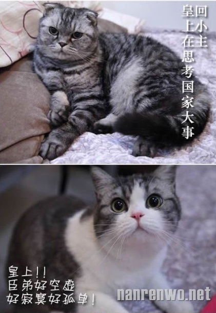 搞笑喵星人之基情无处不在