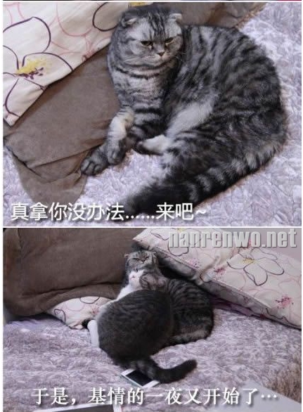 搞笑喵星人之基情无处不在