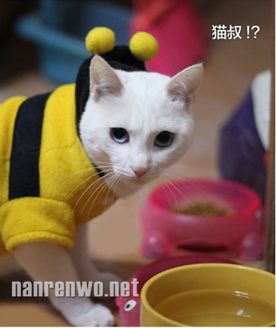 猫叔改行干推销：您听说过安利吗？