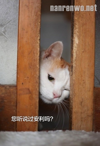 猫叔改行干推销：您听说过安利吗？