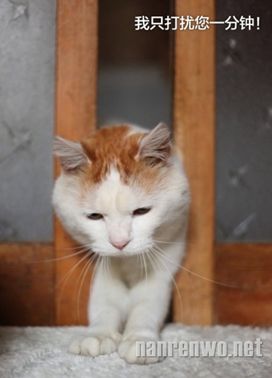猫叔改行干推销：您听说过安利吗？