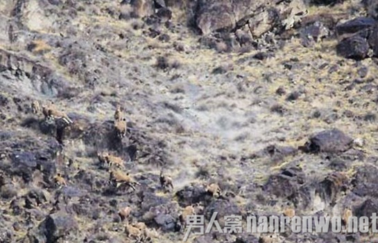 战士执勤遇雪豹惊险万分
