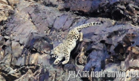 战士执勤遇雪豹惊险万分