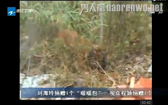 土狗制服藏獒救被咬女孩