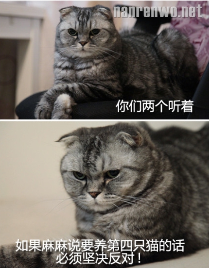 喵星人坚决反对麻麻养第四只猫猫的理由