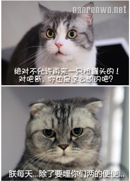 喵星人坚决反对麻麻养第四只猫猫的理由
