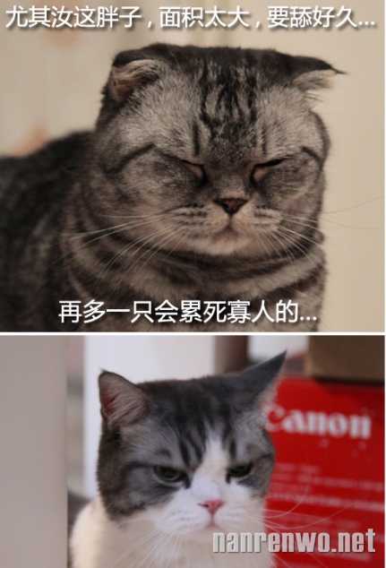 喵星人坚决反对麻麻养第四只猫猫的理由