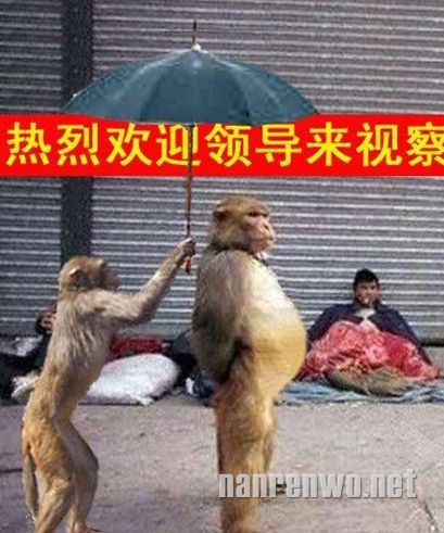 搞笑动物图片集，逗死了！