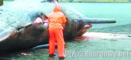 抹香鲸爆炸内脏四处喷射