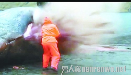 抹香鲸爆炸内脏四处喷射