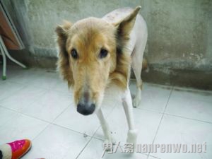 主人去世一年忠犬依旧在守候