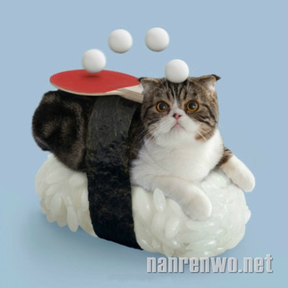 老板，请给我来一份各种萌的猫咪寿司！