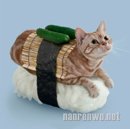 老板，请给我来一份各种萌的猫咪寿司！