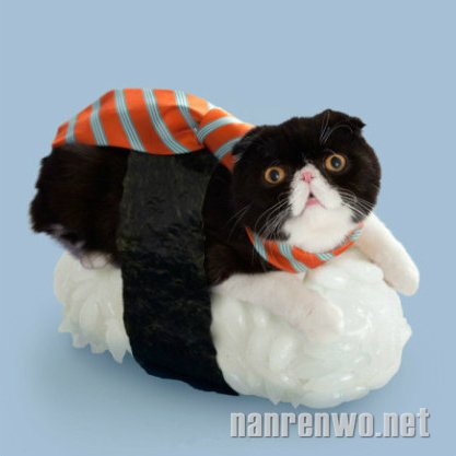 老板，请给我来一份各种萌的猫咪寿司！