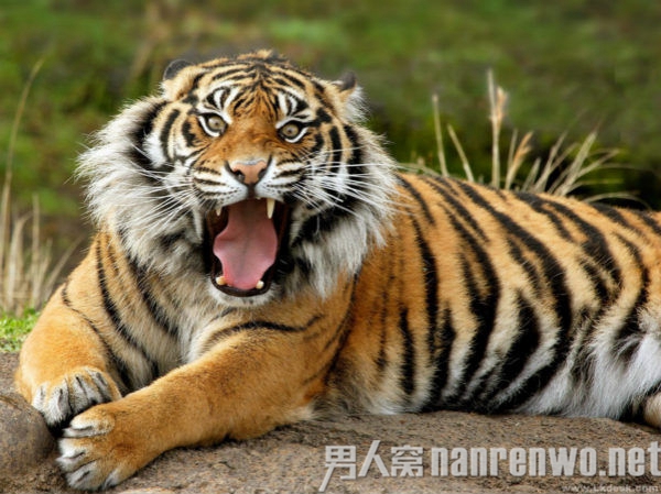 动物园饲养员被华南虎咬死