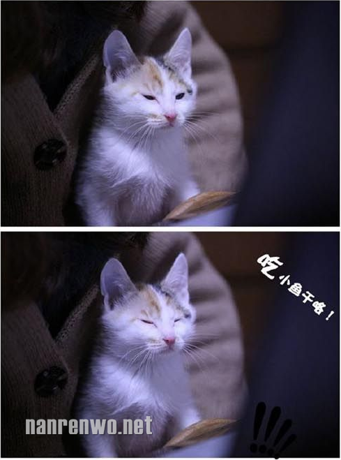 就算困，也敌不住小鱼干的诱惑