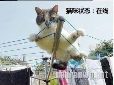 喵星人大汇集 你们怎么可以这么可爱！