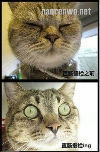 喵星人大汇集 你们怎么可以这么可爱！