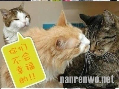 喵星人大汇集 你们怎么可以这么可爱！