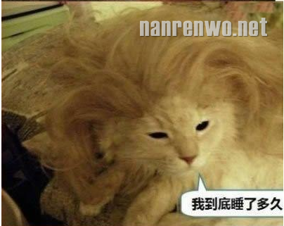 喵星人大汇集 你们怎么可以这么可爱！