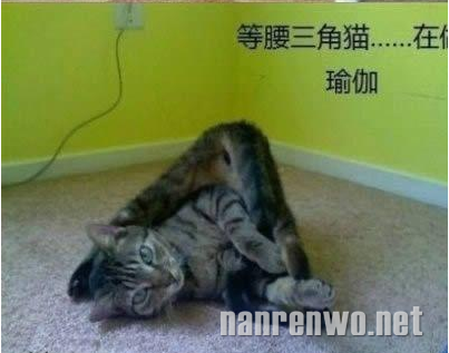 喵星人大汇集 你们怎么可以这么可爱！