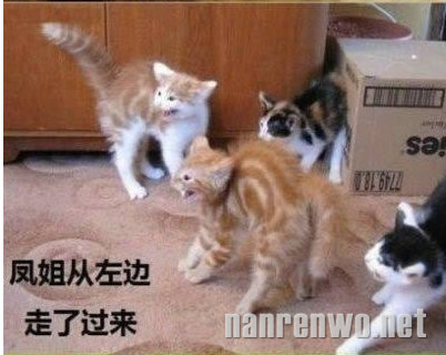 喵星人大汇集 你们怎么可以这么可爱！