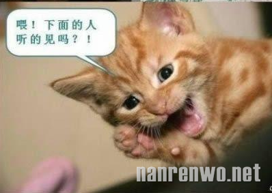喵星人大汇集 你们怎么可以这么可爱！