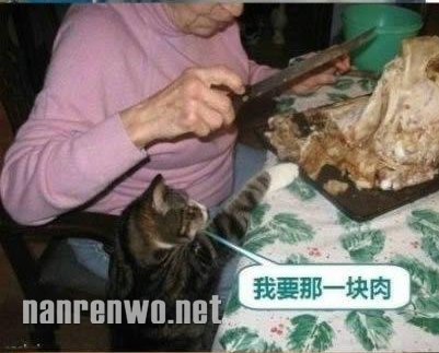 喵星人大汇集 你们怎么可以这么可爱！