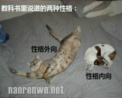 喵星人大汇集 你们怎么可以这么可爱！