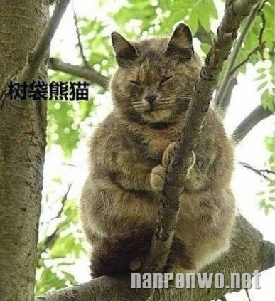 喵星人大汇集 你们怎么可以这么可爱！