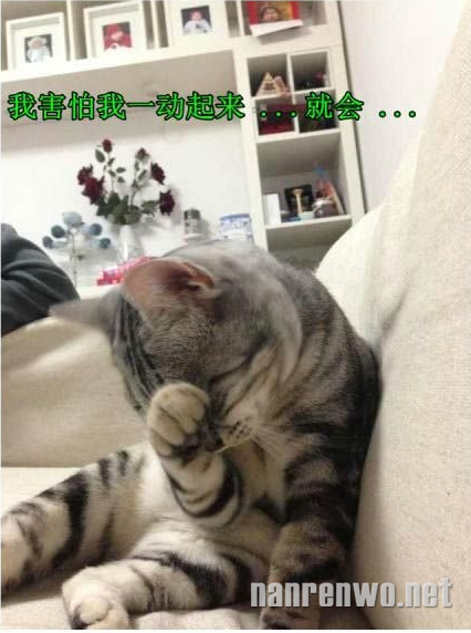 喵星人卖萌之我怕一动起来就会萌死你们……