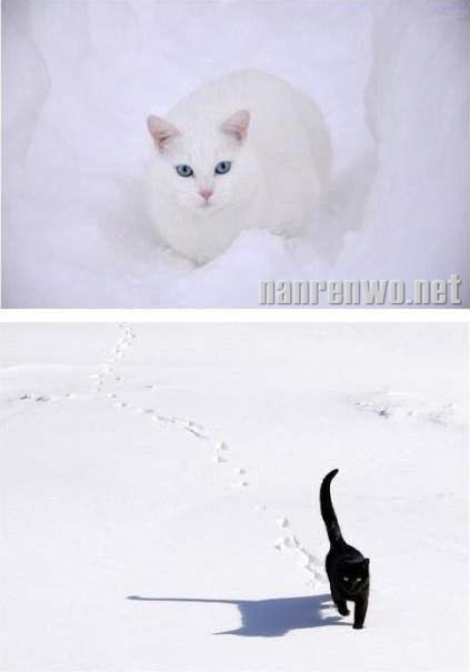 雪地里的猫星人：萌并霸气