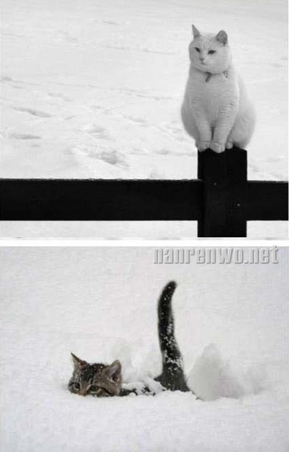 雪地里的猫星人：萌并霸气