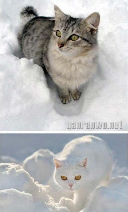 雪地里的猫星人：萌并霸气