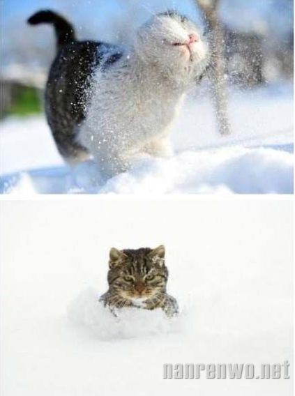 雪地里的猫星人：萌并霸气