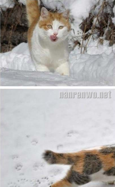 雪地里的猫星人：萌并霸气