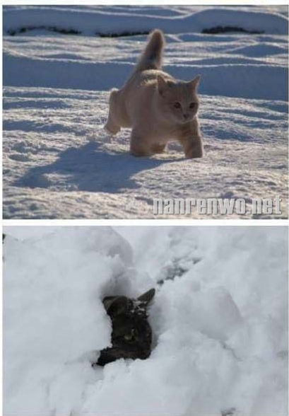 雪地里的猫星人：萌并霸气